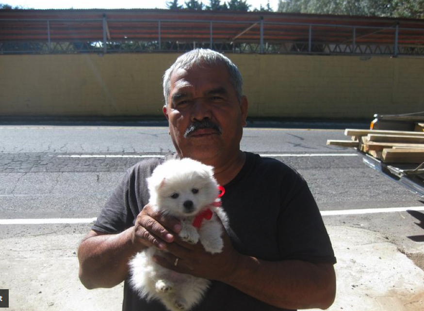 Guatemalan dog
