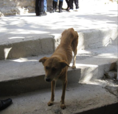 Guatemalan dog