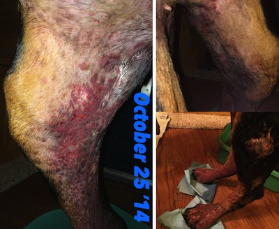 skin infection in dog