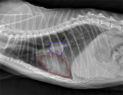 cat tumor in chest xray 2