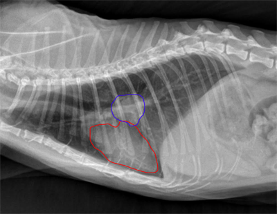 Steroids cat heart failure