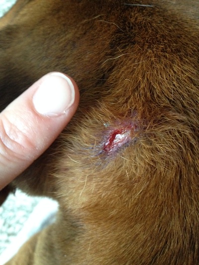 dog abscess