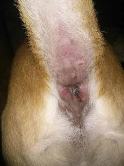 pimples on dog's anus