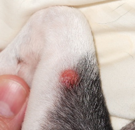 red lump on dog's leg