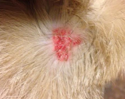 red spot on dog's neck