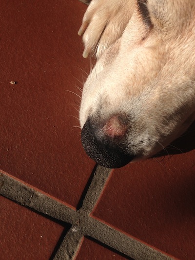 scab on dog's nose