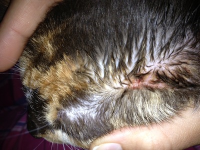 what can i put on my cat for ringworm