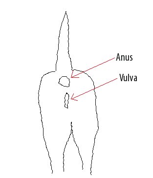 dog's anus and vulva