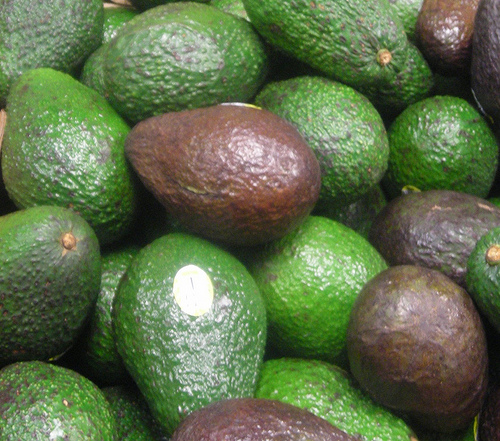 are avocados for dogs is avocado bad for dogs are avocados for dogs is avocado bad for dogs
