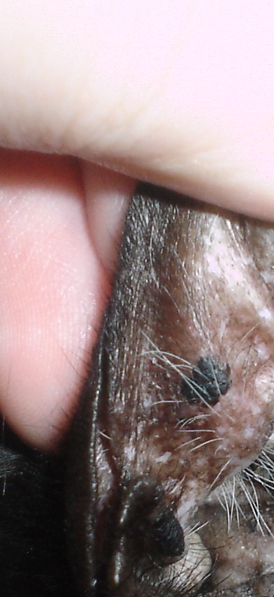 black spot on cat's ear