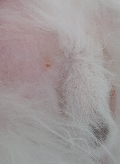 bump on dog's abdomen