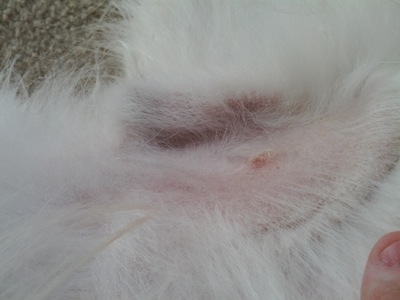 bump on dog's abdomen