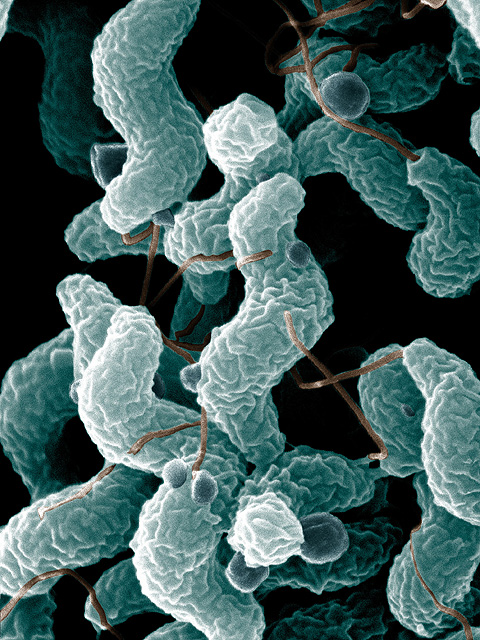 campylobacter in dogs and cats.