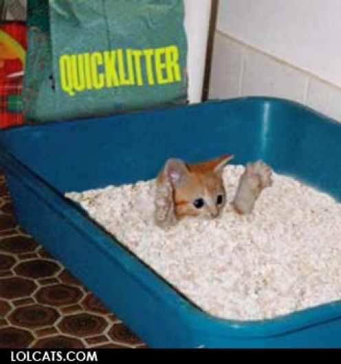 cat in litter box