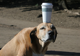 is coffee bad for dogs is coffee bad for dogs is coffee bad for dogs is coffee bad for dogs