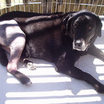 dog after cruciate surgery