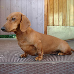 daschund