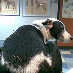 dog acupuncture