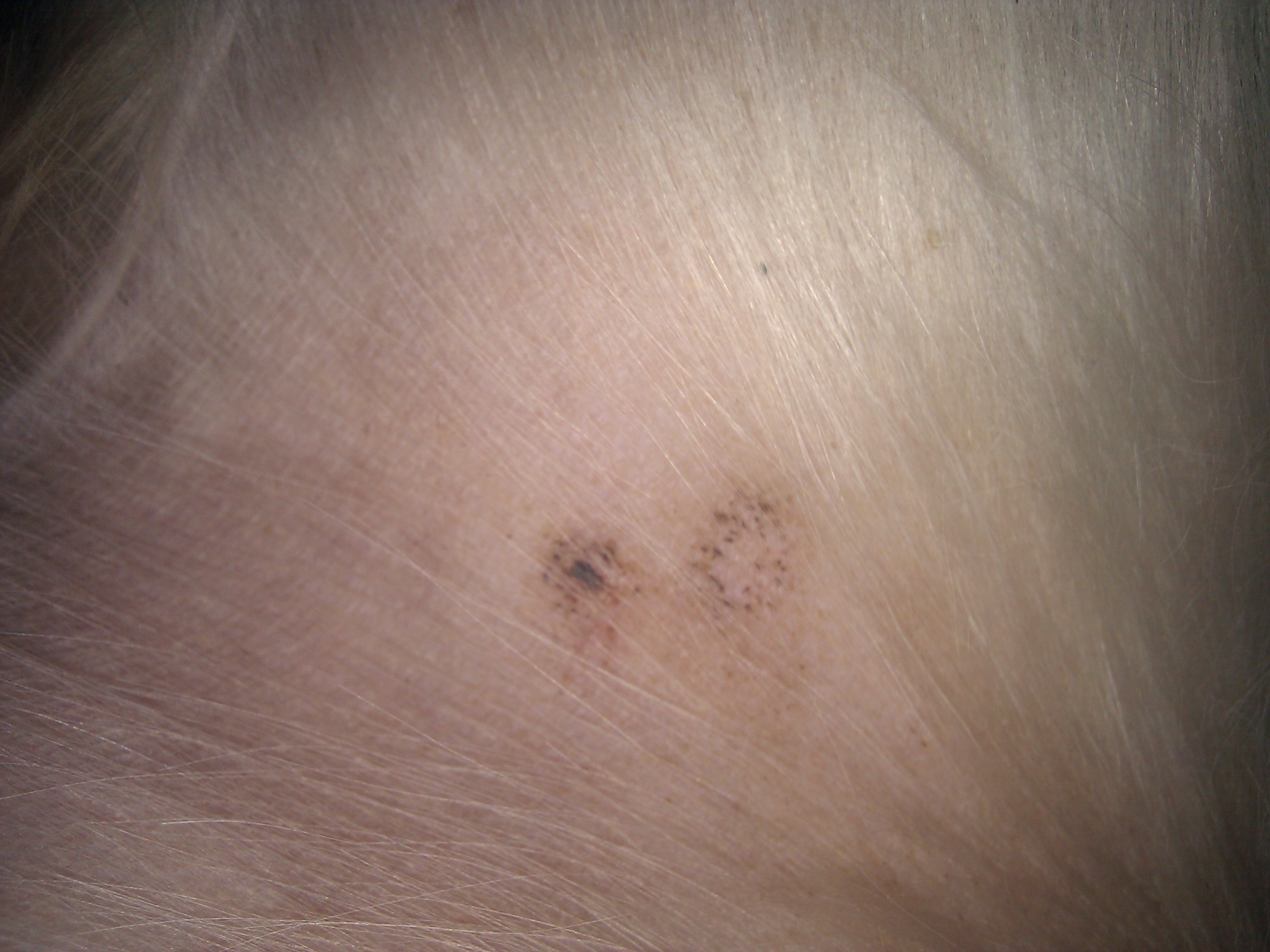 What are Black Spots on Dogs Skin and Itching, Hair Loss ...