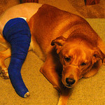 dog with cast