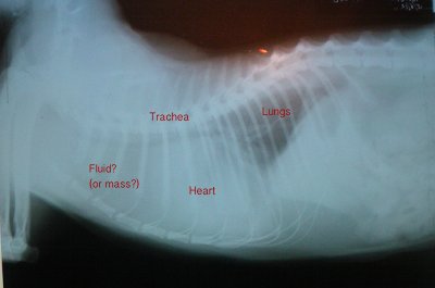 fluid in cat's chest