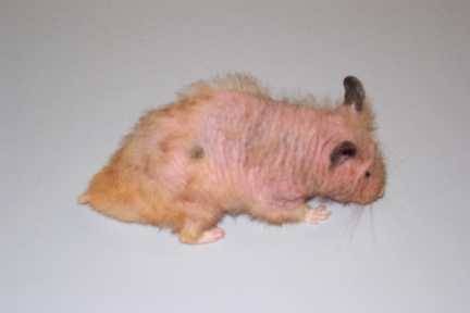 Hamster Bald Patch Ear