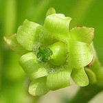 jatropha plant