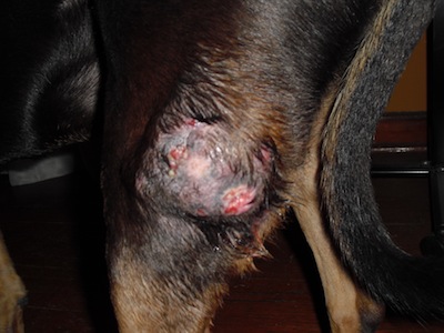 lump on dog's leg