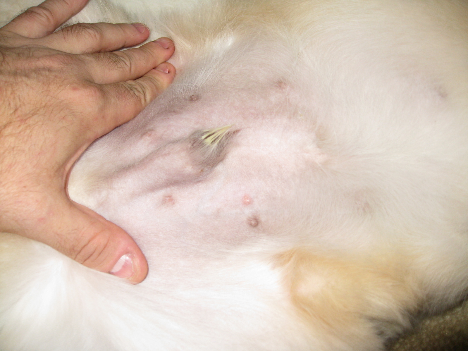 bump on dog's belly