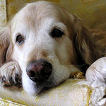 older Golden Retriever