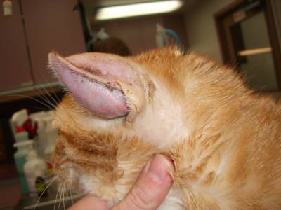 aural hematoma in a cat