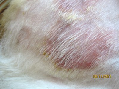 skin lesions on dog