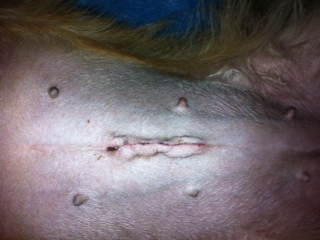 spay incision