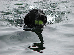 swimming dog