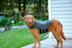 thundershirt