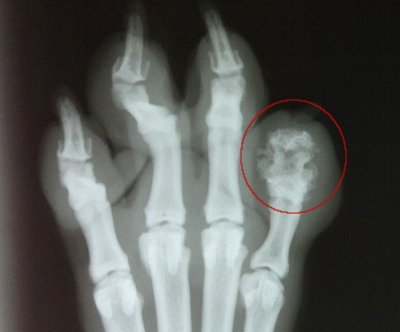 toe xray on a dog