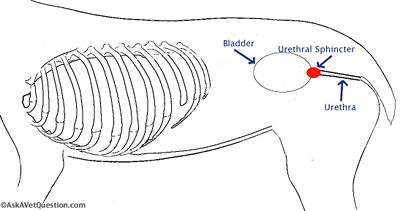 urethral sphincter mechanism Incompetence