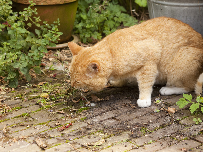 cat vomiting foam