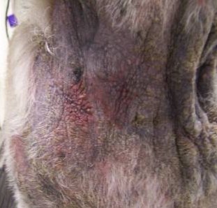 Yeast Infection On Dogs