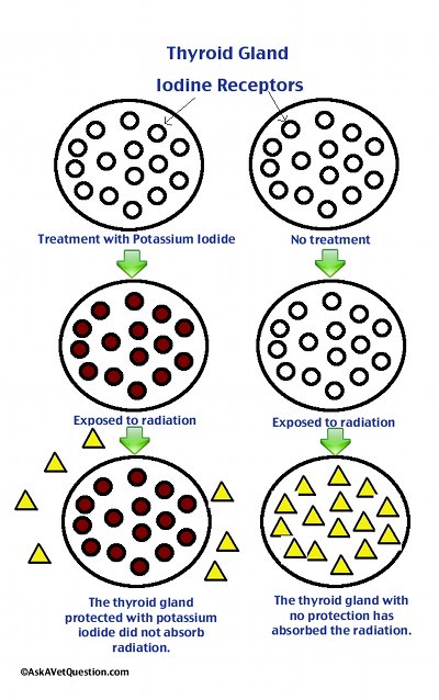 Potassium Iodide Protection of thyroid gland