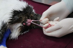 cat castration